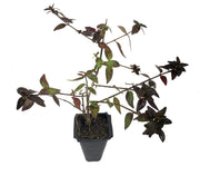 Abelia Grandiflora Edward Goucher | Live Plants | Flowering Deer Resistant Butterfly Attracting Shrub