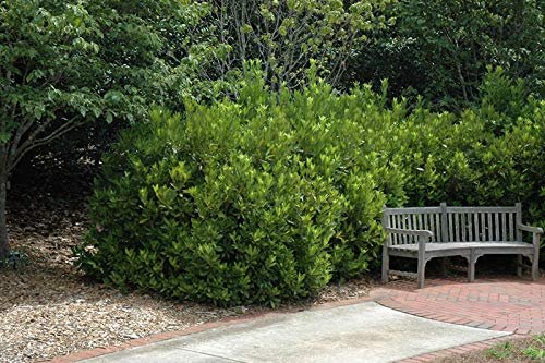 Yellow Anise Plant | Live Plants | Illicium Parviflorum | Fragrant Foliage | Evergreen Shrub | Star Anise Aromatic Ornamental