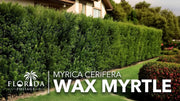 Wax Myrtle | Live Gallon Size Plant | Myrica Cerifera | Ideal for Natural Landscaping | Fragran, Fast|Growing & Hardy