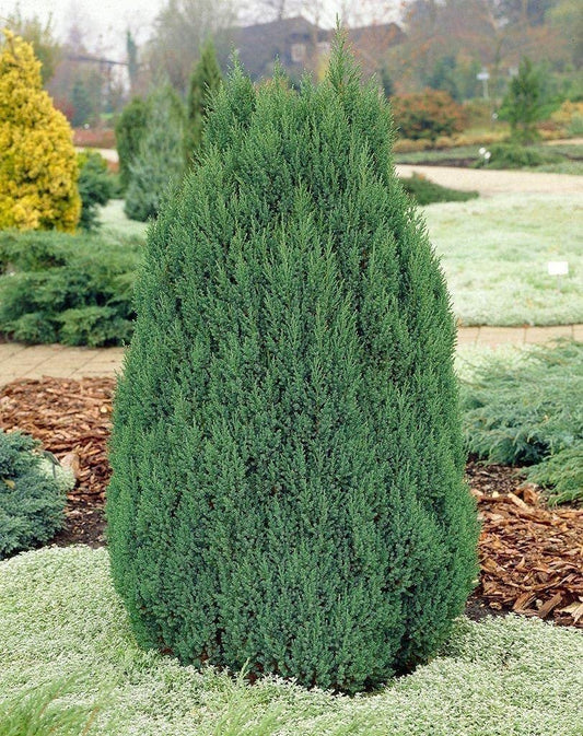 Spiny Greek Juniper | Live 4 Inch Pots | Juniperus Chinensis | Drought Tolerant Cold Hardy Evergreen Screening Plants
