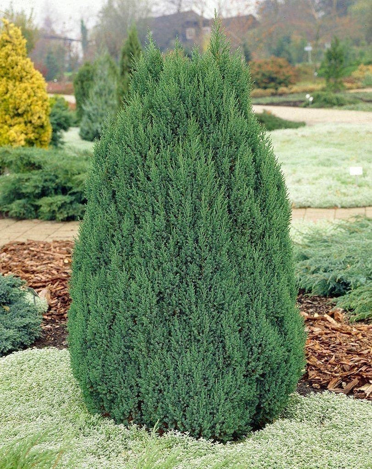Spiny Greek Juniper | Live 4 Inch Pots | Juniperus Chinensis | Drought Tolerant Cold Hardy Evergreen Screening Plants