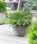 Prince of Wales Juniper | Large Gallon Size Plants | Juniperus horizontalis Prince of Wales | Ideal Ground Cover & Landscape Addition