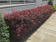 Loropetalum Plum Delight | Large Gallon Size Plants | Chinese Fringe Flower | Evergreen Flowering Shrub