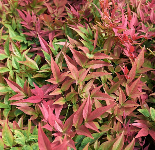 Nandina Gulfstream | Extra Large 3 Gallon Plants | Nandina Domestica 'Gulfstream' | Year|Round Colorful Foliage | Garden Accent