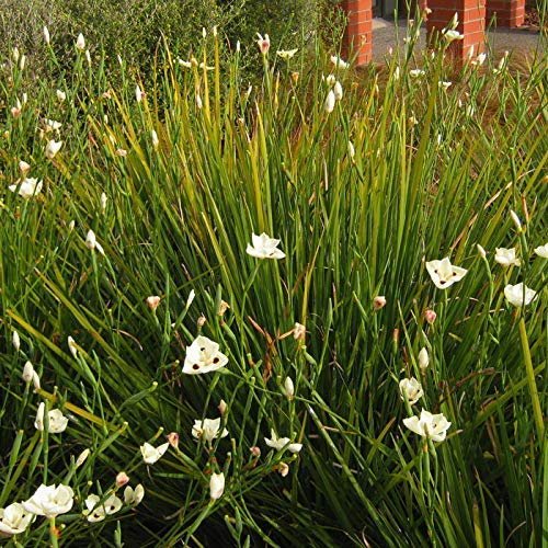 African Iris Yellow | Live Plants | Dietes Vegeta | Drought Tolerant Groundcover Grass