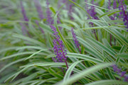 Variegated Liriope Muscari Silvery Sunproof | Large Quart Size Plants | Live Blooming Evergreen Groundcover