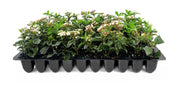 Viburnum Spring Bouquet | Live Plants | Viburnum tinus | Evergreen Flowering Shrub | Compact Ornamental Hedge for Landscaping