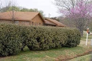 Elaeagnus Ebbingei | Extra Large 3 Gallon Plant | Elaeagnus x ebbingei | Lustrous Foliage | Fast|Growing Hedge