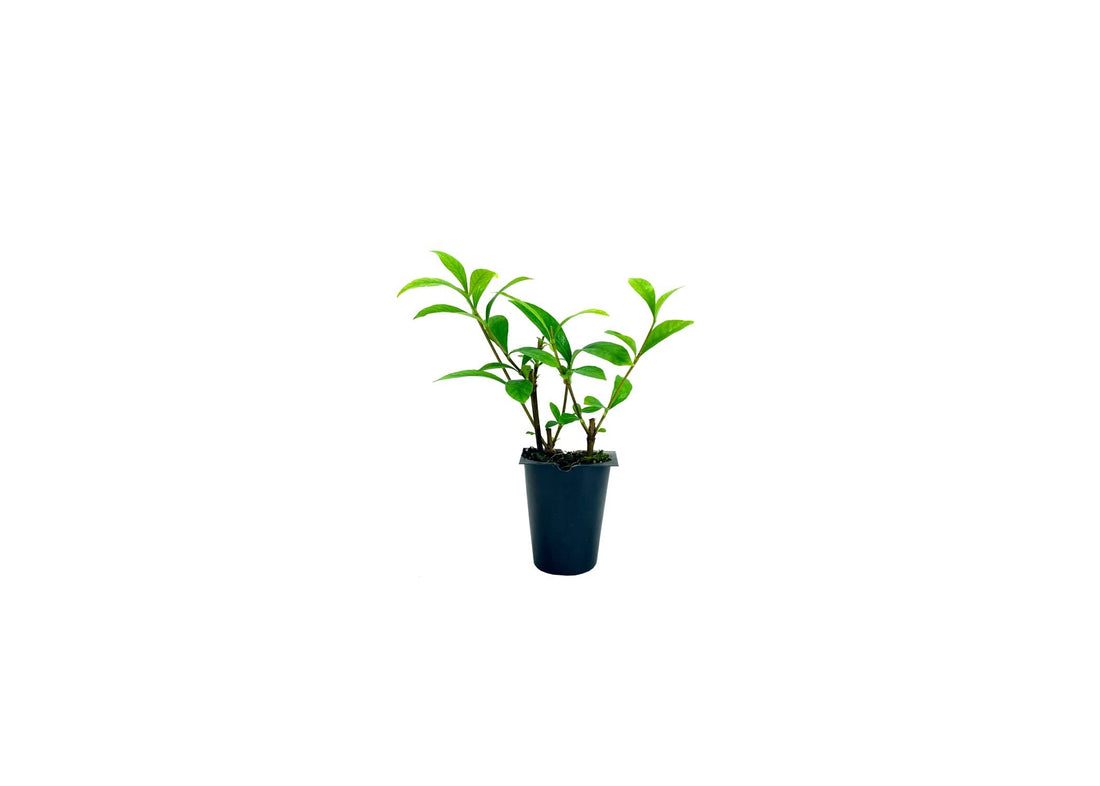 Gardenia August Beauty | Live Plants | Gardenia Jasminoides | Beautiful Fragrant White Blooming Shrub