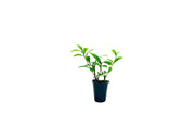 Gardenia August Beauty | Live Plants | Gardenia Jasminoides | Beautiful Fragrant White Blooming Shrub