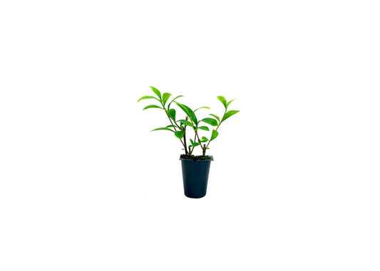 Gardenia August Beauty | Live Plants | Gardenia Jasminoides | Beautiful Fragrant White Blooming Shrub