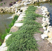 Blue Rug Juniper | Live 4 Inch Plants | Juniperus Horizontalis 'Wiltonii' | Drought Tolerant Cold Hardy Evergreen