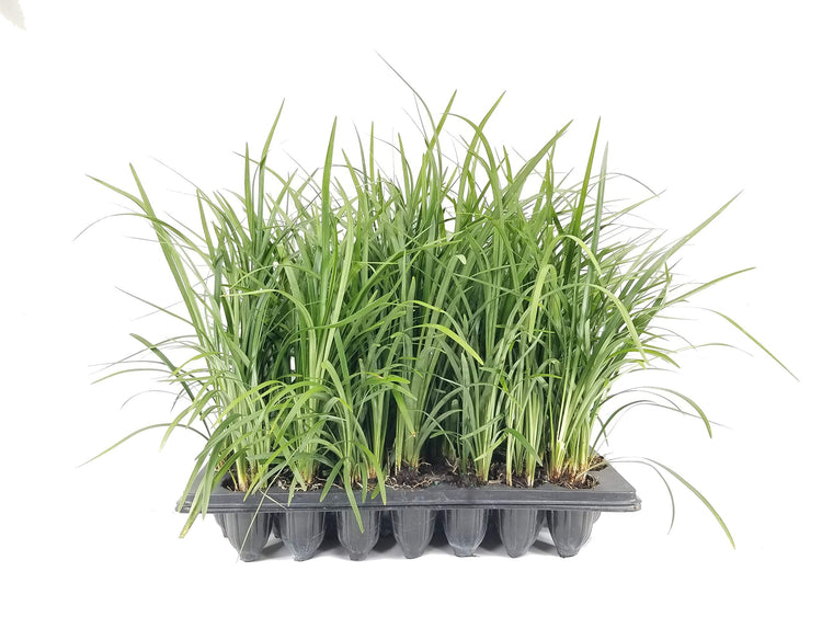Emerald Goddess Liriope Muscari | Live Plants | Drought Tolerant Low Maintenance Evergreen Ground Cover Grass