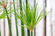 Dwarf Papyrus Plant | Live Plants | Cyperus Shade & Wet Tolerant Aquatic Foliage