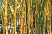Golden Hawaiian Bamboo | Live Plant | Bambusa Vulgaris Vittata | Beautiful Rare Unique Specimen | Non|Invasive Clumping Bamboo Privacy Screen
