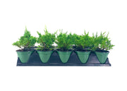 Shimpaku Juniper | Live 4 Inch Pot | Pre|Bonsai Juniperus Chinensis Plants | Symbol of Harmony Balance Meditation and Peace