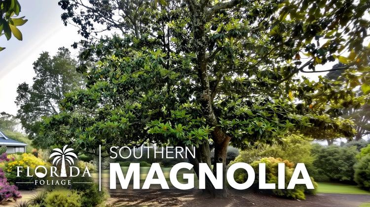 Southern Magnolia Grandiflora | Live Trees | Beautiful Evergreen Specimen Plant Fragrant Blooms