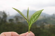 Camellia Sinensis Tea Plants | Live 4 Inch Pots | Camellia Sinensis | Grow & Brew Your Own Tea | Perfect for Home Gardens