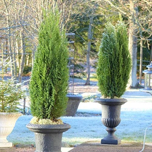 Spartan Juniper | Live Trees | Juniperus Chinensis