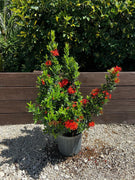 Ixora Taiwanese Red | Extra Large 3 Gallon Plants | Ixora chinensis | Lush Tropical Bloomer | Vibrant Garden Addition