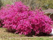 Azalea Purple Formosa | Extra Large 3 Gallon Plant | Vibrant & Lush, Large Purple Blooms, Hardy & Adaptable Shrub for Landscapes, Gardens, or Containers, Low|Maintenance