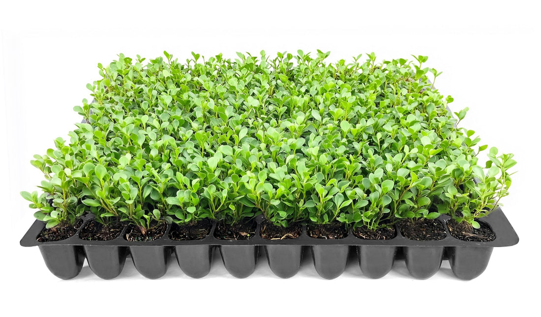 Winter Green Korean Boxwood | Live Plants | Buxus Microphylla | Fast Growing Cold Hardy Formal Evergreen Shrub