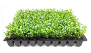Winter Green Korean Boxwood | Live Plants | Buxus Microphylla | Fast Growing Cold Hardy Formal Evergreen Shrub