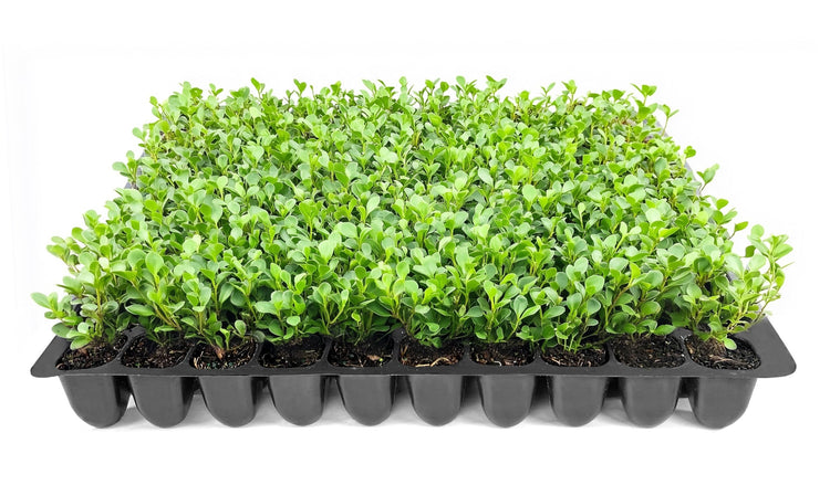 Winter Green Korean Boxwood | Live Plants | Buxus Microphylla | Fast Growing Cold Hardy Formal Evergreen Shrub