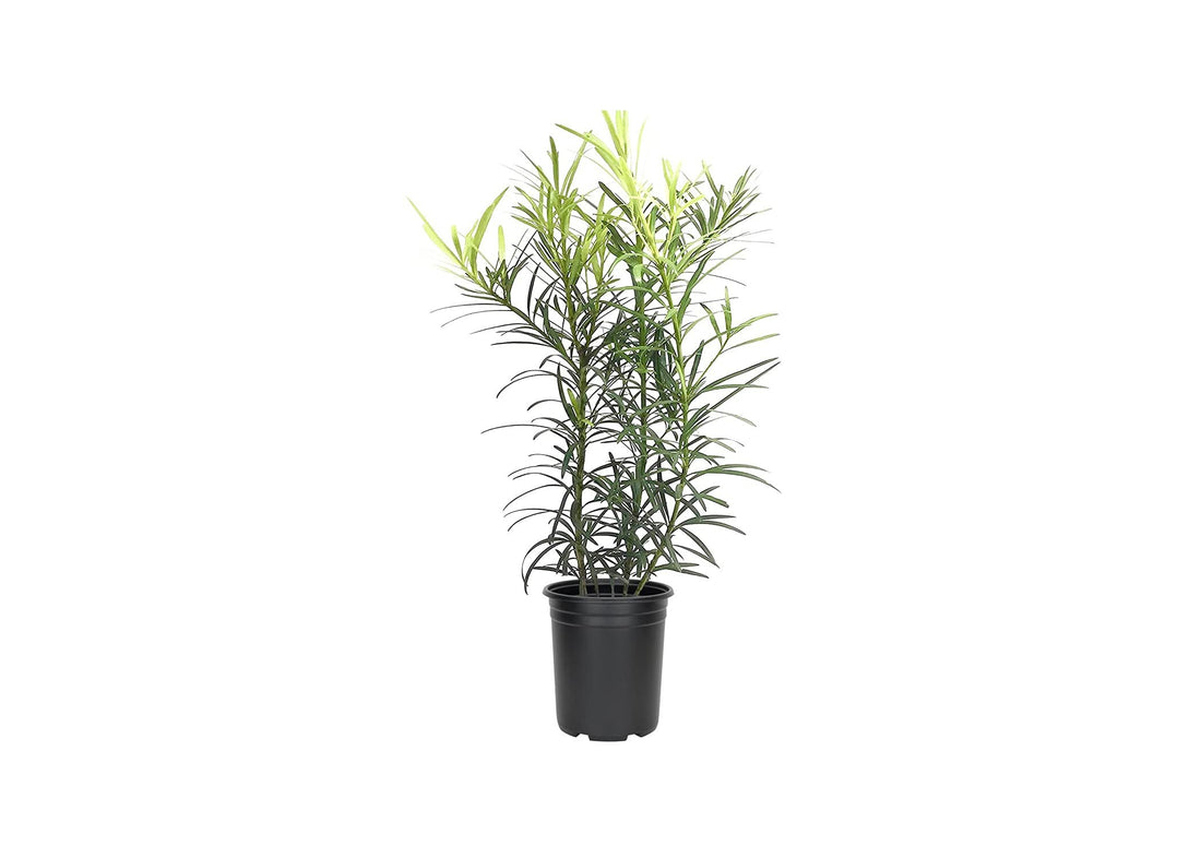 Podocarpus Macrophyllus | 12 Live Plants | 4" Pots Japanese Yew Live Plants Evergreen Privacy Hedge