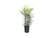 Podocarpus Macrophyllus | 12 Live Plants | 4" Pots Japanese Yew Live Plants Evergreen Privacy Hedge