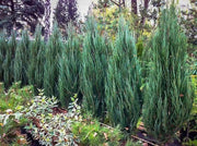 Blue Arrow Juniper | Extra Large 3 Gallon Plant | Juniperus Scopulorum | Privacy Hedge | Upright Conifer | Durable Outdoor Plant | Landscape Enhancement