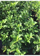 Viburnum Odoratissimum | Extra Large 3 Gallon Plant | Sweet Viburnum | Fast|Growing Privacy Hedge | Fragrant Flowers