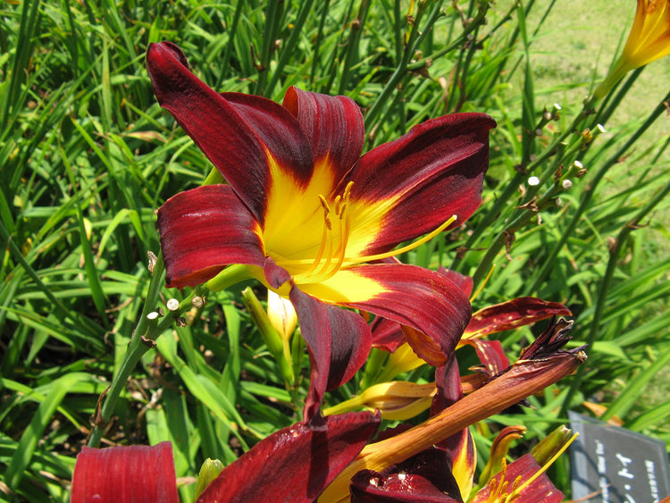 Ming Toy Daylily | Live 4 Inch Pot | Hemerocallis Plants | Beautiful Low Maintenance Blooming Groundcover