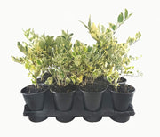 Ligustrum Japonicum Jack Frost Privet | Live Quart Size Plants | Variegated Evergreen Formal Hedge