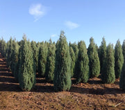 Medora Juniper | Live Plants | Perfect for Year|Round Landscaping, Privacy Screening, and Low Water Environments, Drought|Tolerant