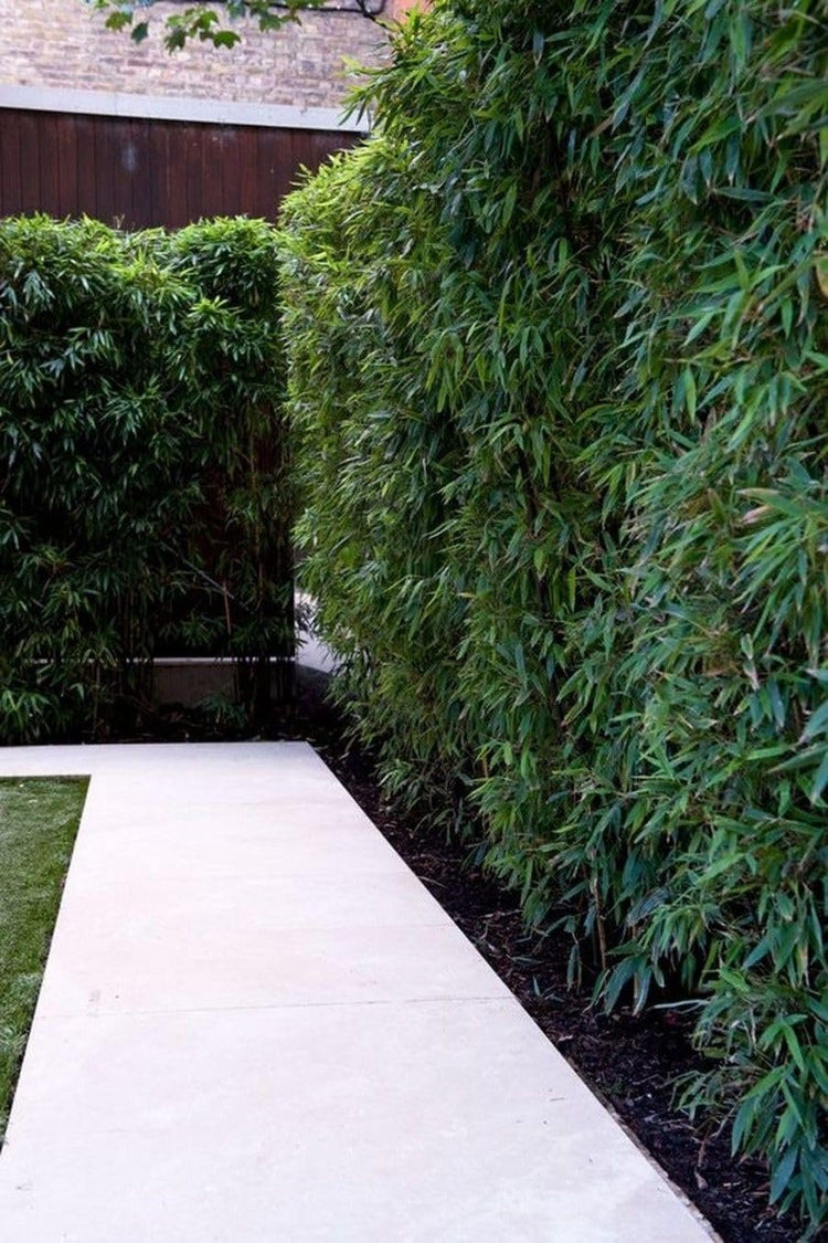 Graceful Bamboo Plant | Live Plants | Bambusa Textilis Gracilis | Privacy Screen Bamboo | Fast|Growing Ornamental Garden Plants