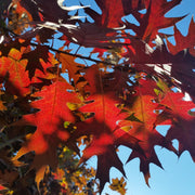 Shumard Red Oak | Large Gallon Size Pots | Quercus Shumardii | Shade Tree | Fast|Growing Landscape Plants
