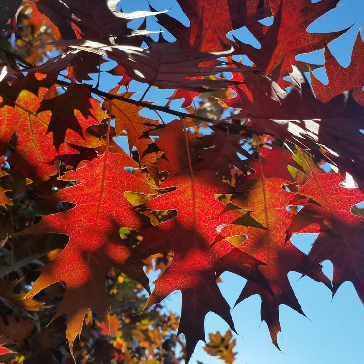 Shumard Red Oak | Large Gallon Size Pots | Quercus Shumardii | Shade Tree | Fast|Growing Landscape Plants