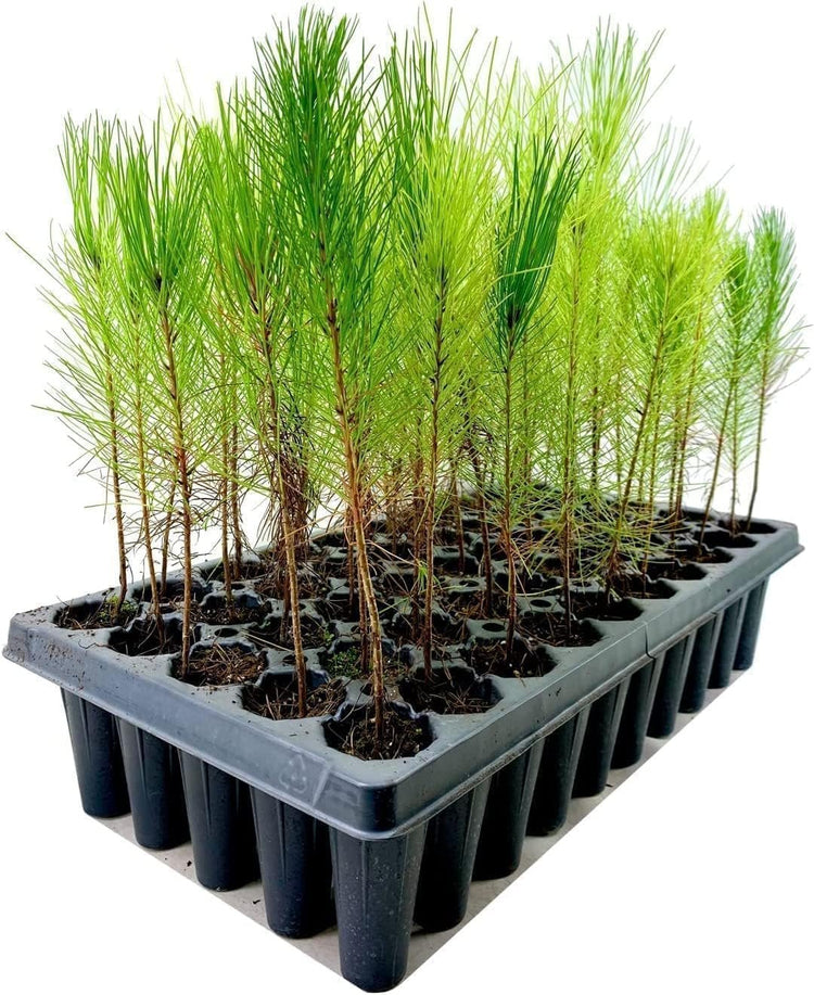 Loblolly Pine Tree Plants | Live Seedlings | Pinus Taeda | Fast|Growing Evergreen for Landscaping | Ideal Plants for Large Spaces
