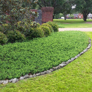 Blue Pacific Shore Juniper | Live Gallon Size Plant | Juniperus Conferta | Evergreen Cold Hardy Drought Tolerant Groundcover