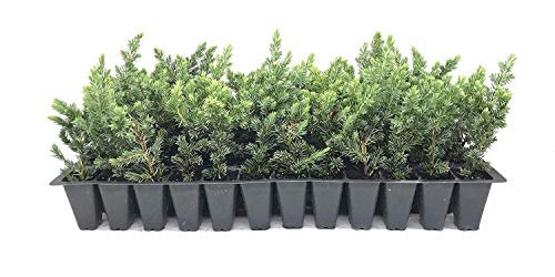 Juniper Blue Pacific | Live Plants | 2" Pot Size | Evergreen Ground Cover 'Shore Juniper'