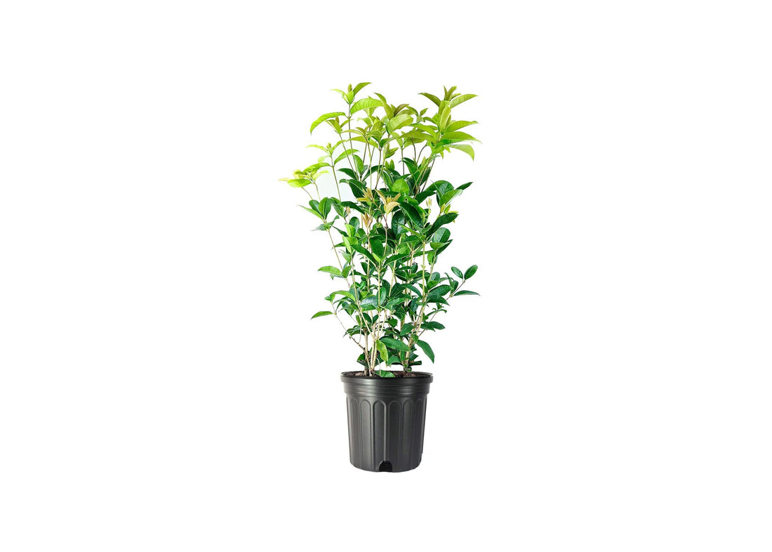 Fragrant Tea Olive Shrub | Extra Large 3 Gallon Plants | Osmanthus Fragrans Blooming Specimen