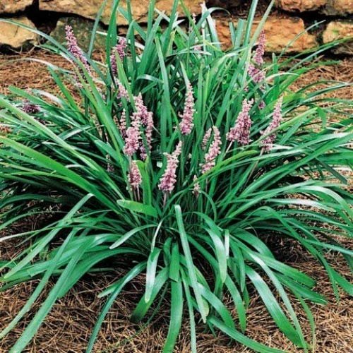 Emerald Goddess Liriope Muscari | Live Plants | Drought Tolerant Low Maintenance Evergreen Ground Cover Grass