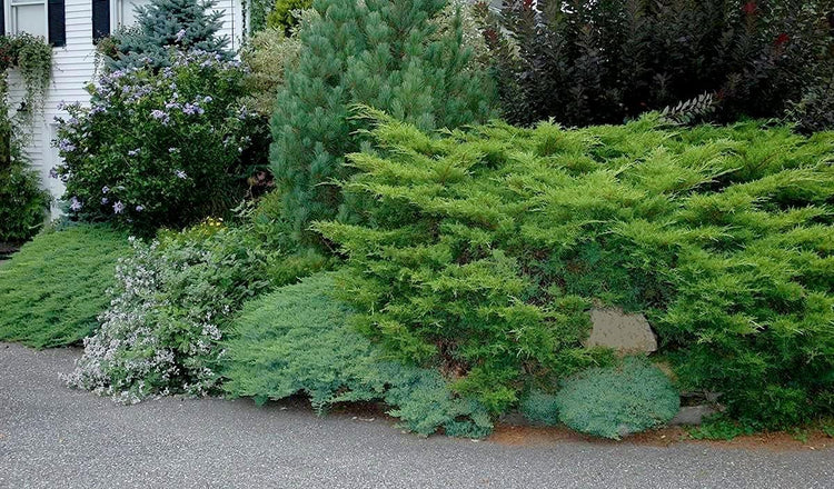 Juniper Angelica Blue | Live 4 Inch Pots | Juniperus chinensis ëAngelica Blueí | Evergreen Ground Cover Plants | Drought|Tolerant Landscaping Shrub