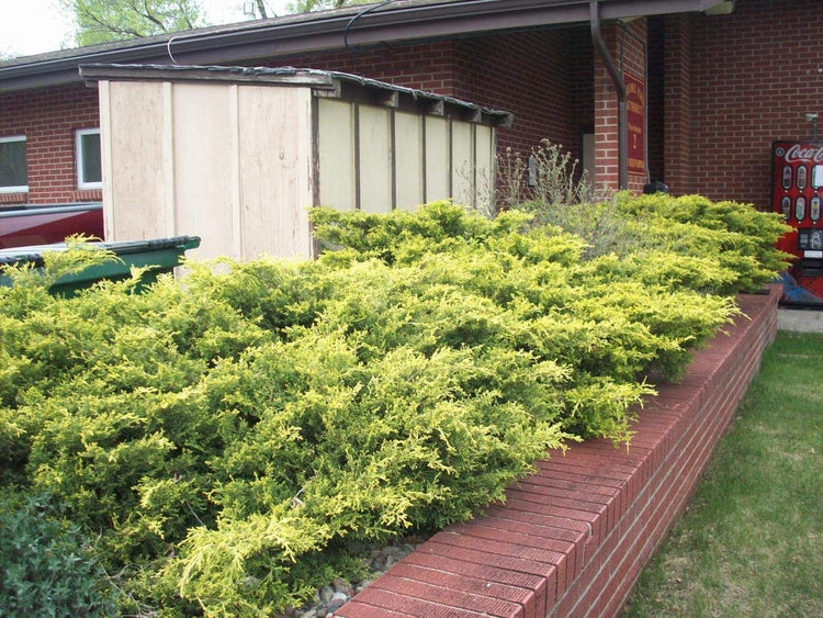 Old Gold Juniper | Live Gallon Size Plants | Juniperus Chinensis | Drought Tolerant Cold Hardy Evergreen Groundcover