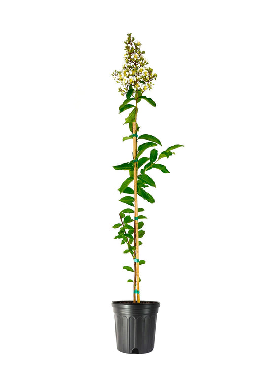 Crape Myrtle Natchez Plant | Large Gallon Size Pot | Lagerstroemia Indica | Ornamental Garden Flowering Tree | White Blooms