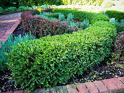 Wintergreen Boxwood | Large 3 Gallon Plants | Dense Evergreen Foliage, Cold|Hardy & Ideal for Year|Round Landscaping, Elegant Border & Hedge Plant, Live Shrub