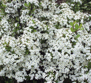 Viburnum Mrs. Schiller's Delight I Large Gallon Size Plant | Live Plants I Dwarf Obovatum I Evergreen Shrub with Fragrant White Blooms, Ideal for Hedges, Borders