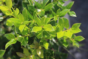 Needlepoint Chinese Holly | Ilex Cornuta | 30 Live Plants | Low Maintenance Screening Evergreen