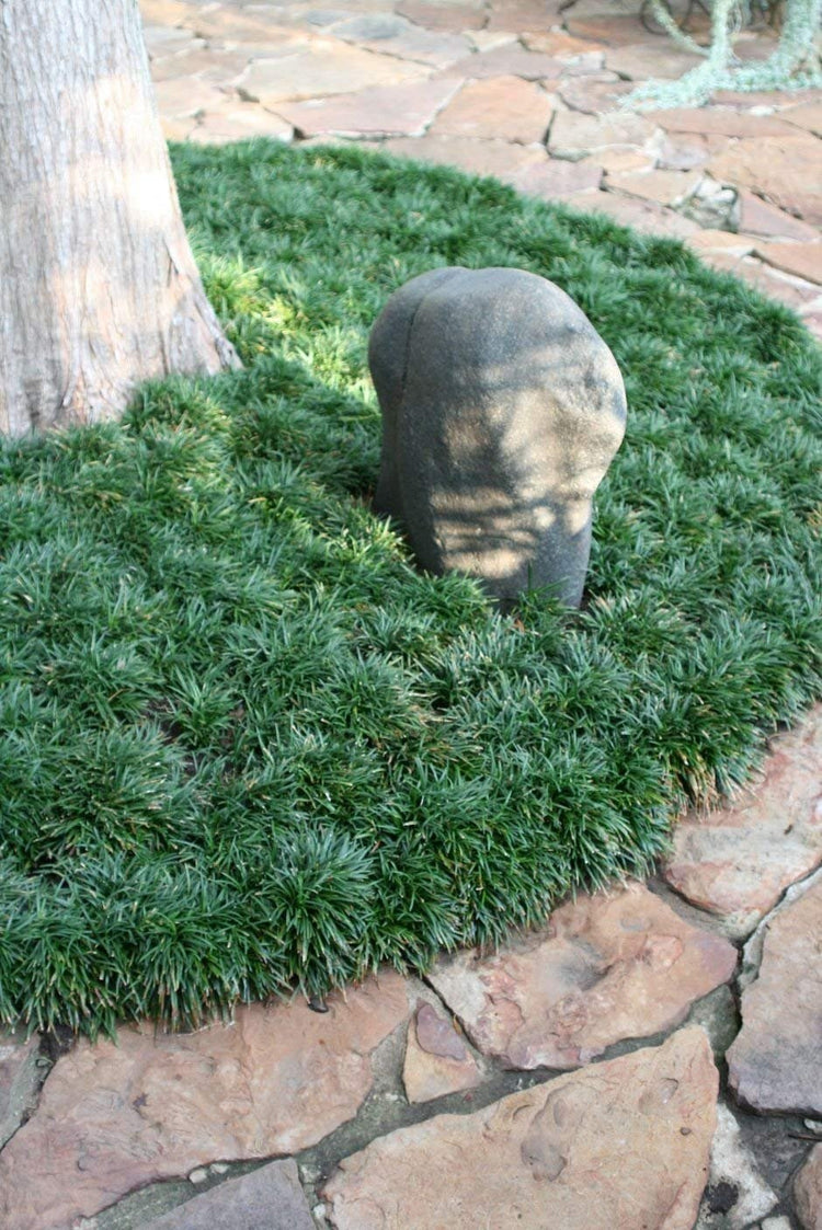 Dwarf Mondo Grass | 72 Live Plants | Ophiopogon Japonicus Nanus | Shade Loving Evergreen Ground Cover